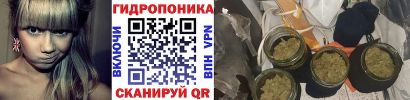 Конопля план  Шуя 